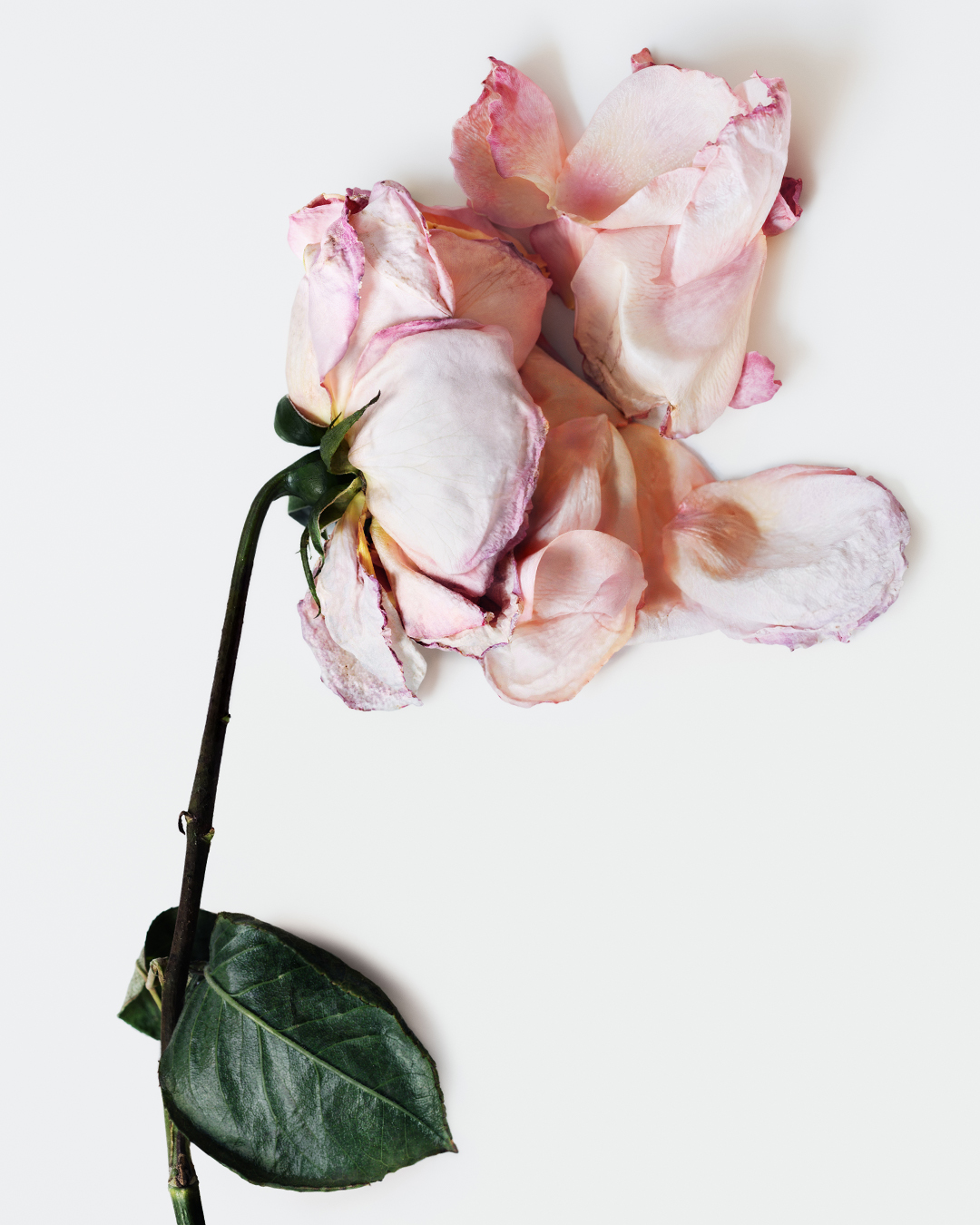“I’m Fine”: Lancôme Launches Global Initiative to Break the Silence on Women’s Mental Health
